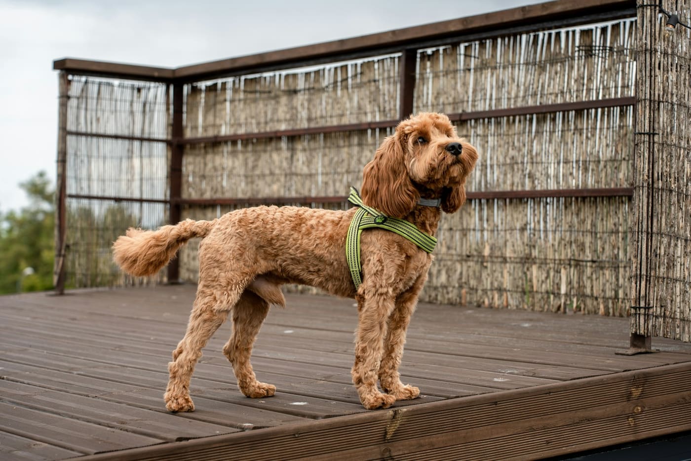 In traghetto con il cane: guida senza sorprese